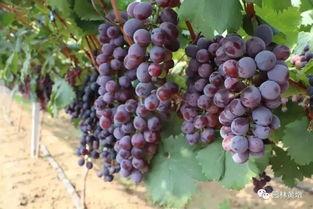 葡萄熟了的时候